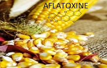 The enzyme laccase to detoxify food aflatoxins